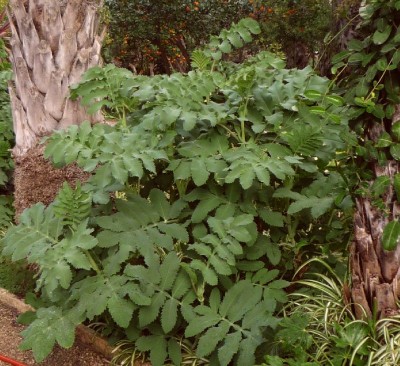 Melianthus major - Große Honigpflanze