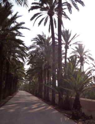 Palmenpark.jpg