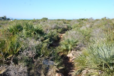 2 Macchia DSC_0420.JPG (270.44 KiB) 3468 mal betrachtet Macchie