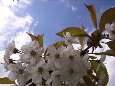 Kirschblüte.JPG
