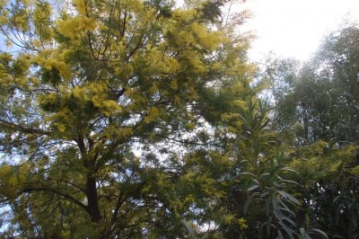 Akazie.JPG (156.54 KiB) 8730 mal betrachtet Acacia dealbata, Silberakazie oder Falsche Mimose