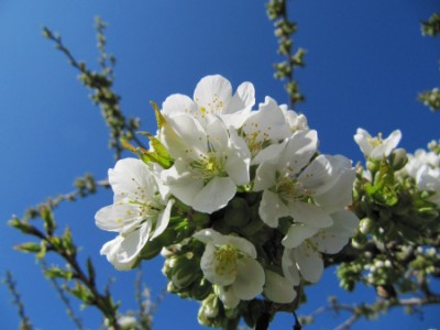 Kirschblüte 2.JPG