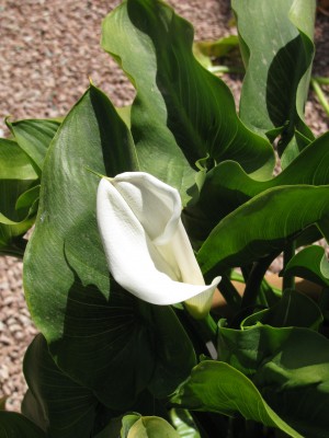 Die erste Calla