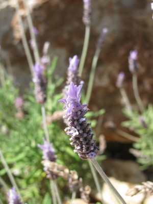 Lavendel