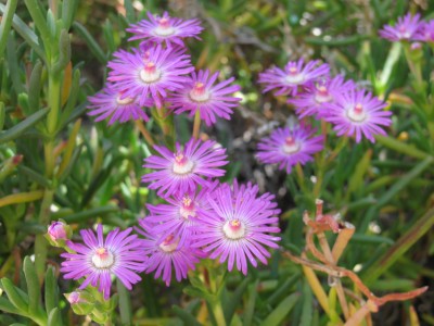 Mittagsblumen (Delosperma aberdeenense)