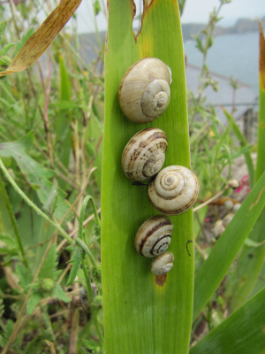Schnecken.JPG