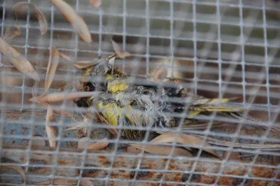 Verendeter Singvogel in Voliere