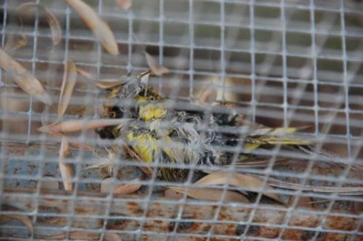 Verendeter Singvogel in Voliere