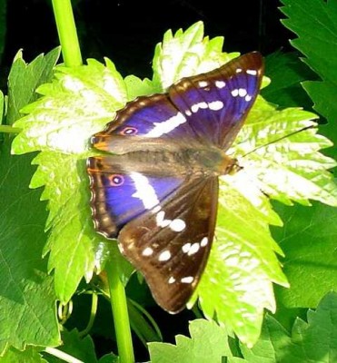ayschas Schmetterling.JPG (35.5 KiB) 5074 mal betrachtet Fotografiert von ayscha