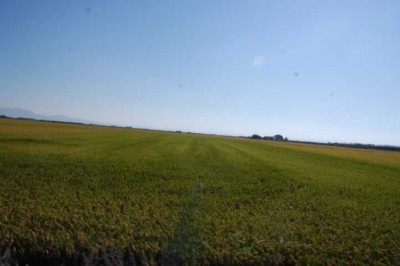 9 Reis Hektar um HektarDSC_0147.JPG (86.53 KiB) 10597 mal betrachtet mit saftig grünem Reis.