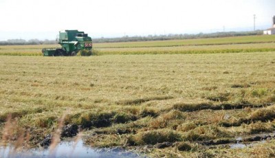 Mähdrescher sind zurzeit überall im Einsatz und arbeiten sich durch den sunfigen Boden.