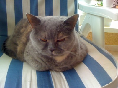 25-09-08_1703.jpg (203.62 KiB) 2876 mal betrachtet Cooler Blick, wie so oft. Obwohl sie eigentlich doch so schöne Kulleraugen hatte.