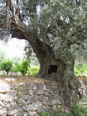 Olivenbaum mit Einbaufach.jpg