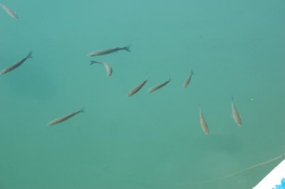 DSC_0107.JPG (74.18 KiB) 40364 mal betrachtet Fische im Hafen von Moraira