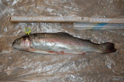 Trucha DSC_1009.JPG (123.84 KiB) 38674 mal betrachtet ca. 25 cm mit Biolabel