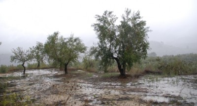 Oliven%20mit%20Fu%C3%9Fbad.JPG (166.04 KiB) 7478 mal betrachtet Oliven im Fußbad