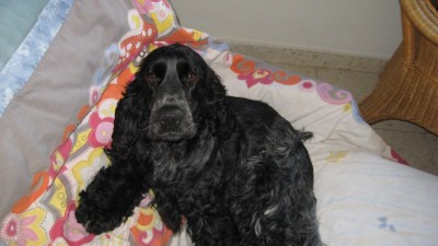 roulade 031 [800x600].jpg