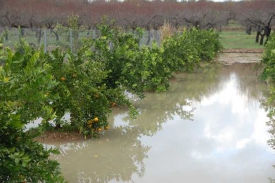 In den bewässerten Orangenplantagen staute sich das Wasser