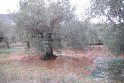 Wenn die Oliven, die auf diese Netze gefallen sind, noch zur Ölmühle gebracht werden,