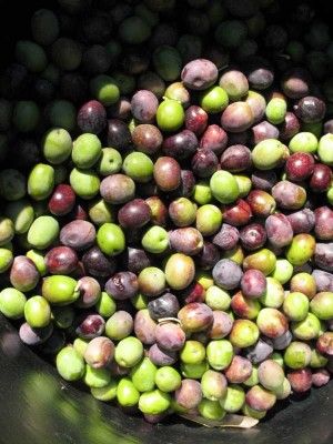 K800_Olive 1.JPG