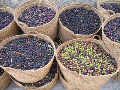 K800_Olive 2.JPG