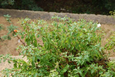 Wandelröschen.JPG (2.75 MiB) 2437 mal betrachtet Wandelröschen mit Jasminblüte (rechts)
