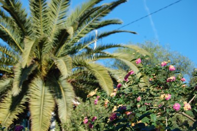 Wandelröschen in Blüte