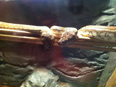 bredl_600.jpg (87.23 KiB) 4477 mal betrachtet Australischer Bredl Python