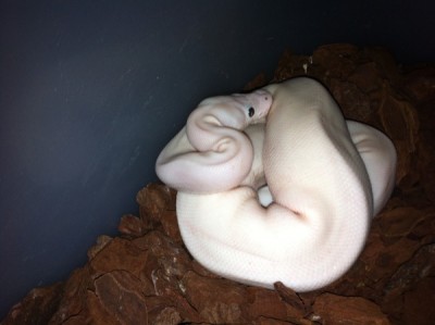 coco_600.jpg (58.31 KiB) 4398 mal betrachtet Weisser Königspython (Leuzist)