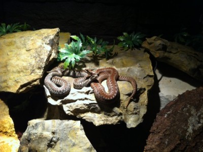 seoanie_600.jpg (93.3 KiB) 4396 mal betrachtet Spanische Kreuzotter (giftig)