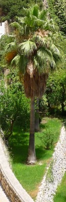 palme-raetsel1.jpg