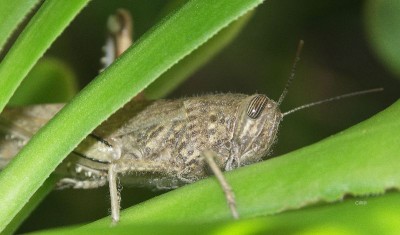 heuschrecke_dez4_cr.jpg