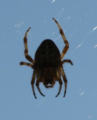 IMG_7831.JPG