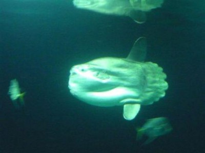 Mondfisch.JPG