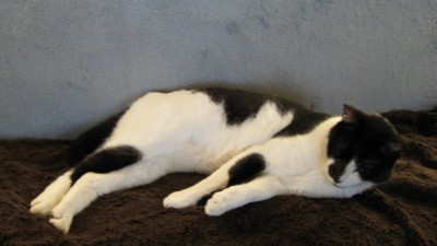 kater karli und schimmel 042 [800x600].jpg