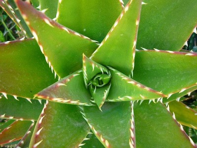 aloe3_2_kl.jpg