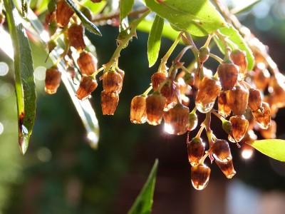 P1000337 (2) - Kopie.JPG