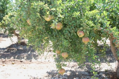 Granatapfelplantage in der Gegend von Elche