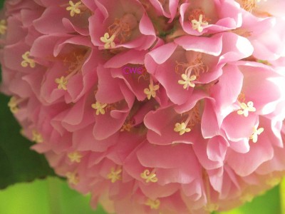 Dombeya wallichii_kl2.jpg