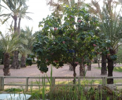 Dombeya wallichii_kl3.jpg
