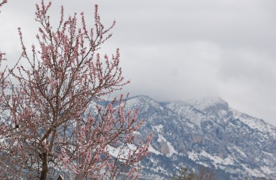 blühender Mandelbaum vor verschneiter Sierra