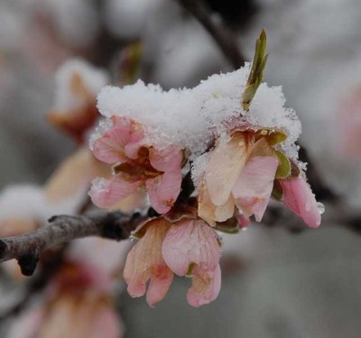 halberforene Mandelblüten - in unserem Tal sah ich viele Bäume, die vor ein paar Tagen geblüht haben und nun braune Blüten hatten...