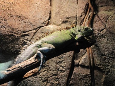 Grüner Leguan - Lösung.jpg