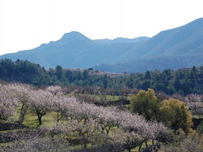 Mandelblüte vor dem Ort