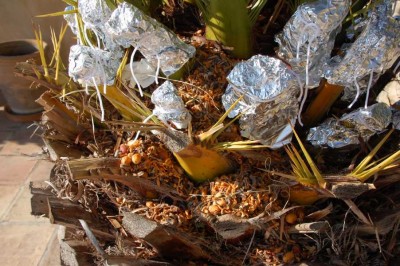 Nach der Behandlung saß unser Hausfreund schon wieder in der Palme (am hellerlichten Tag) und schaute nach, wo sein Proviant geblieben ist...