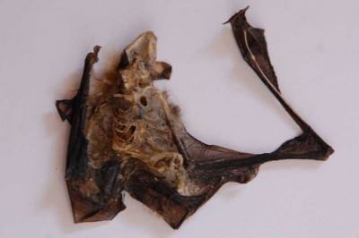 Fledermaus (mumifiziert) unten, gefunden im Febr. 2012 auf einem Balkon