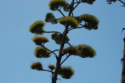 Agavenblüte