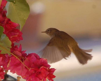 K800_Vogel 5 -Kolibri14.JPG