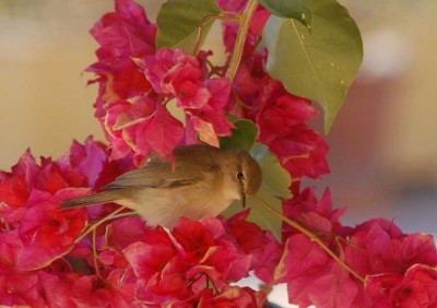 K800_Vogel 3 - 12.JPG