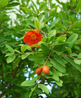 gRANATAPFEL.JPG (1.26 MiB) 3274 mal betrachtet Granatapfelblüte